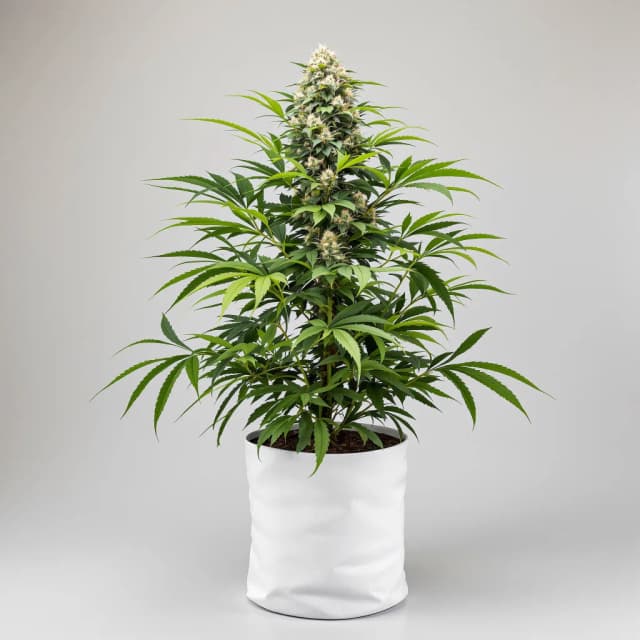 Embalaje de semillas de cannabis Face Off OG — Royal King Seeds España