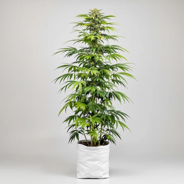 Embalaje de semillas de cannabis Fat Nelson — Royal King Seeds España