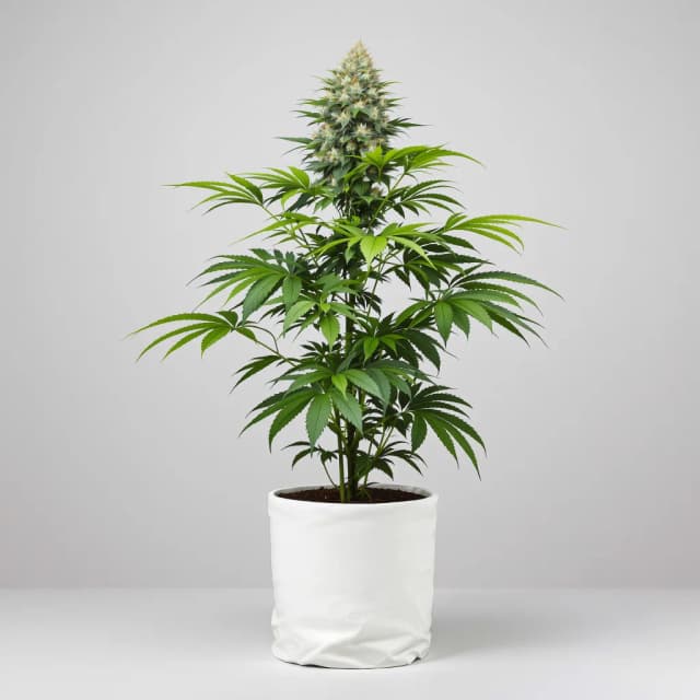 Embalaje de semillas de cannabis Fat Purple — Royal King Seeds España
