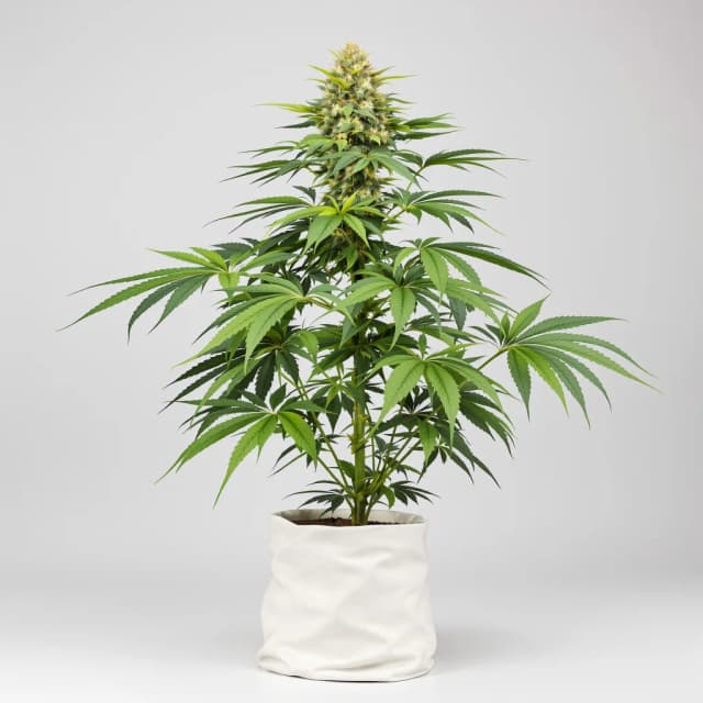 Embalaje de semillas de cannabis Fat Purple — Royal King Seeds España