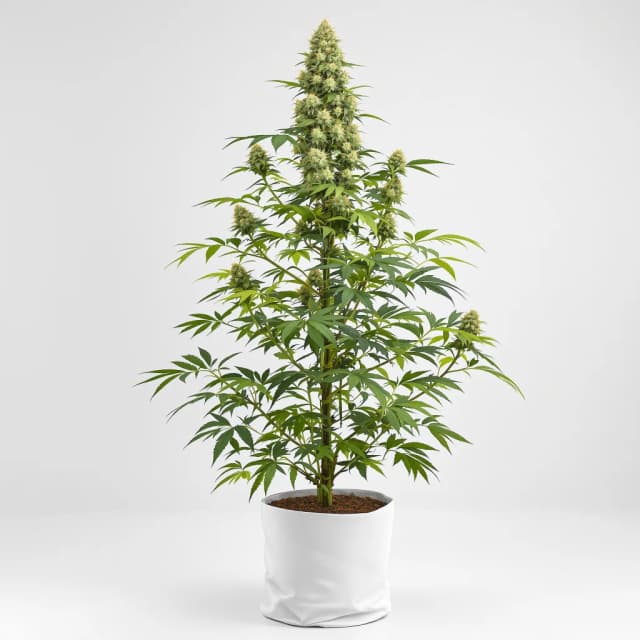 Embalaje de semillas de cannabis Faygo Red Pop — Royal King Seeds España