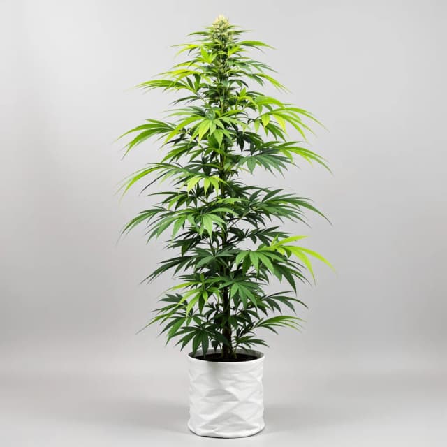 Embalaje de semillas de cannabis Flo — Royal King Seeds España