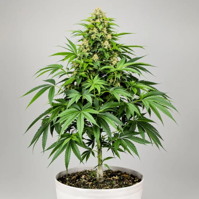 Embalaje de semillas de cannabis Forbidden Fruit — Royal King Seeds España