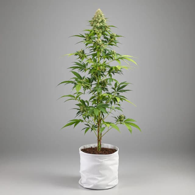 Embalaje de semillas de cannabis French Cookies — Royal King Seeds España