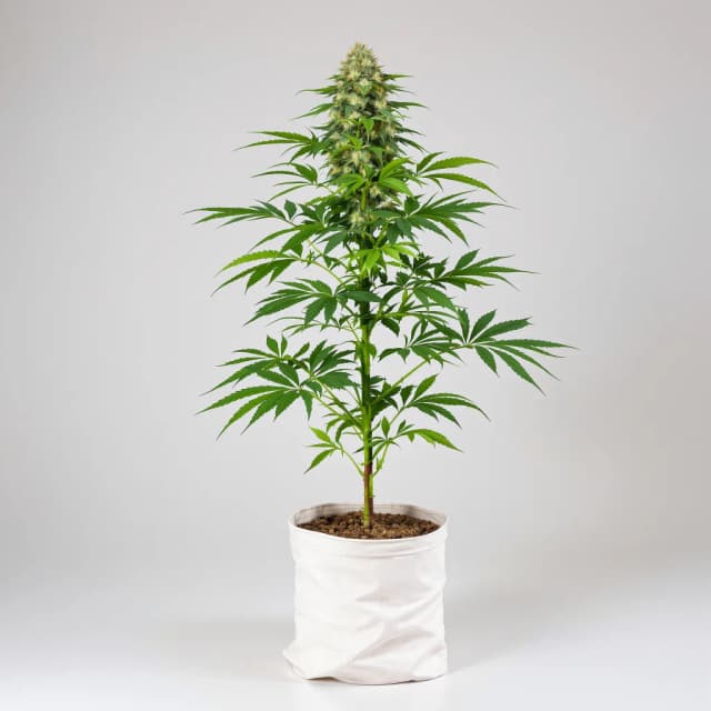 Embalaje de semillas de cannabis Fresh Cookies — Royal King Seeds España