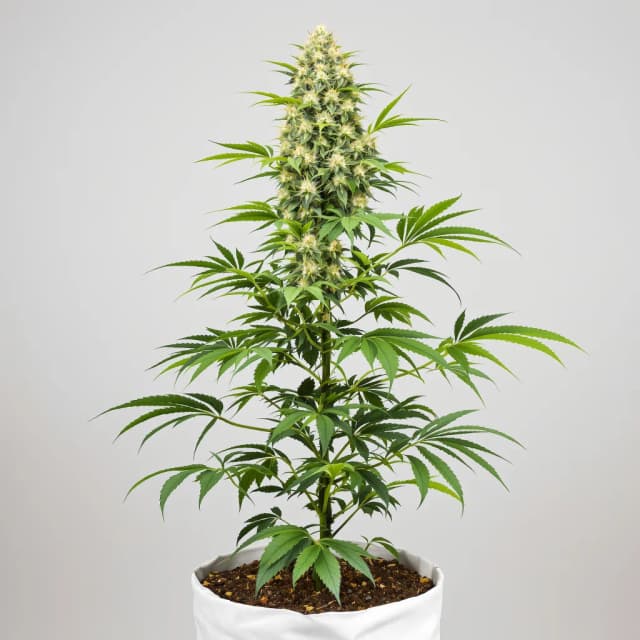 Embalaje de semillas de cannabis Fresh Powder — Royal King Seeds España