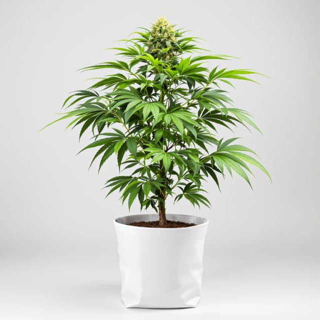 Embalaje de semillas de cannabis Fruit — Royal King Seeds España
