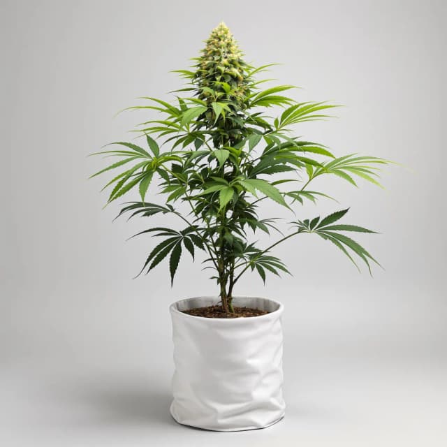 Embalaje de semillas de cannabis Fruity Chronic Juice — Royal King Seeds España