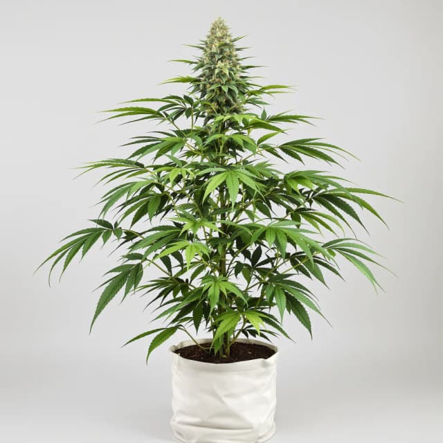 Embalaje de semillas de cannabis Fruity Widow — Royal King Seeds España