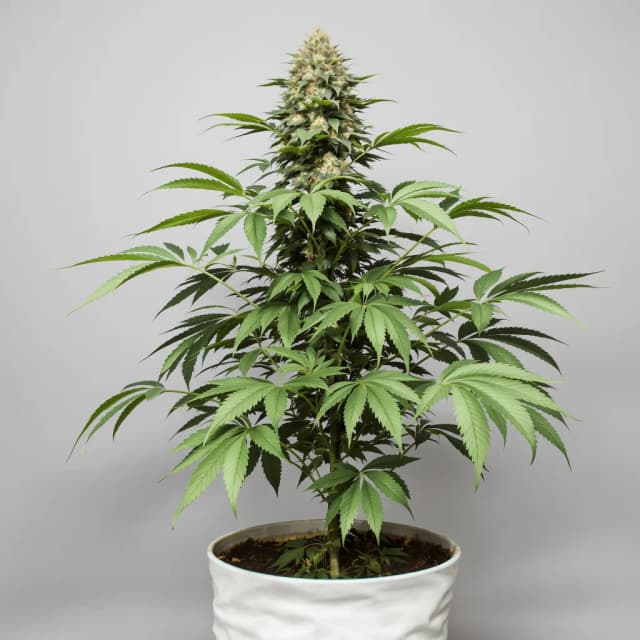 Embalaje de semillas de cannabis Fruity Widow — Royal King Seeds España