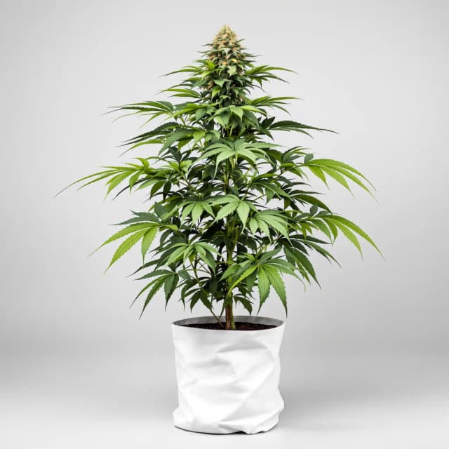 Embalaje de semillas de cannabis Fruitylicious — Royal King Seeds España