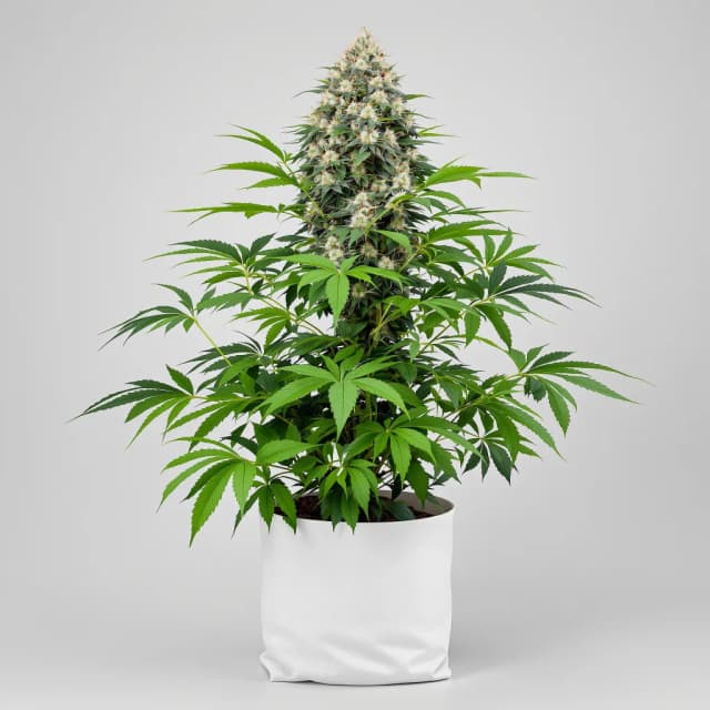 Embalaje de semillas de cannabis Fucking Incredible — Royal King Seeds España