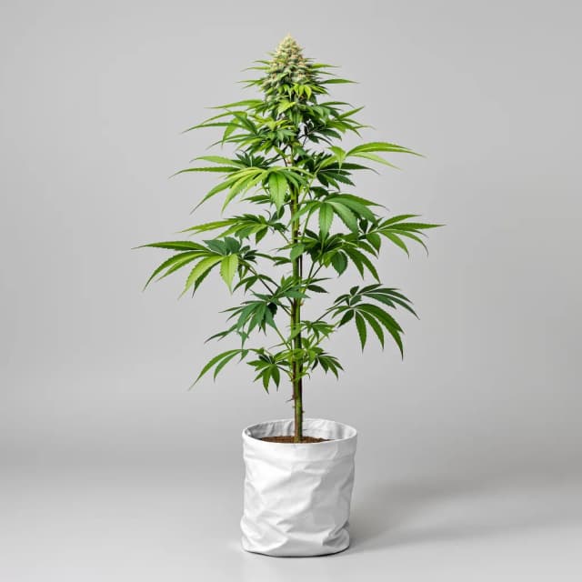 Embalaje de semillas de cannabis Future — Royal King Seeds España