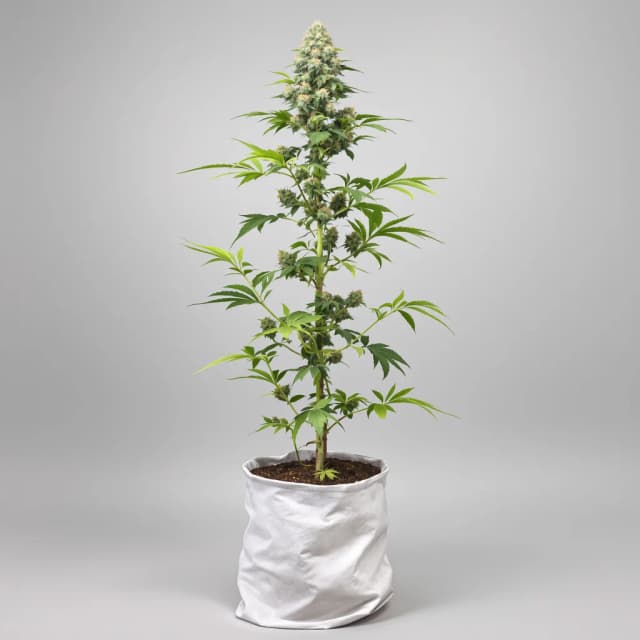 Embalaje de semillas de cannabis G.O.A.T Mixpack — Royal King Seeds España