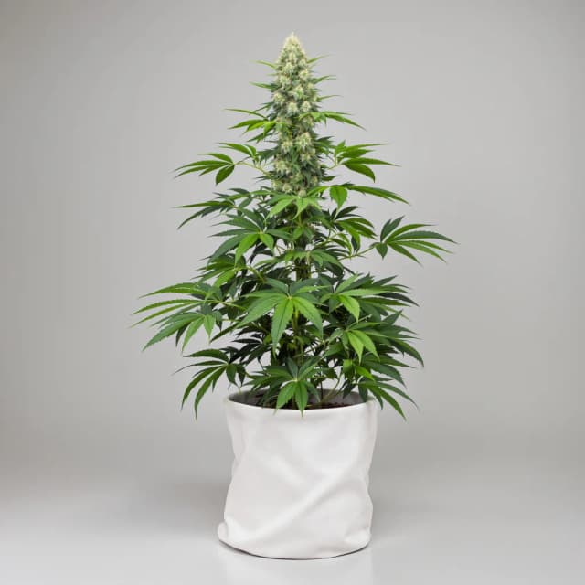 Embalaje de semillas de cannabis G13 Widow — Royal King Seeds España