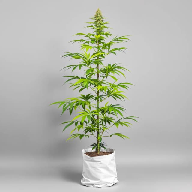 Embalaje de semillas de cannabis Galactic Jack — Royal King Seeds España