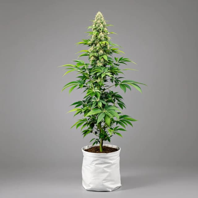 Embalaje de semillas de cannabis Game Changer — Royal King Seeds España
