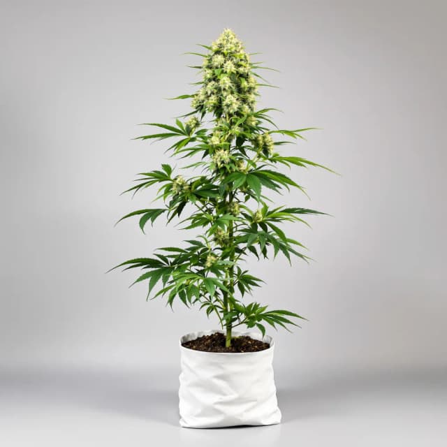 Embalaje de semillas de cannabis Gatekeeper OG — Royal King Seeds España