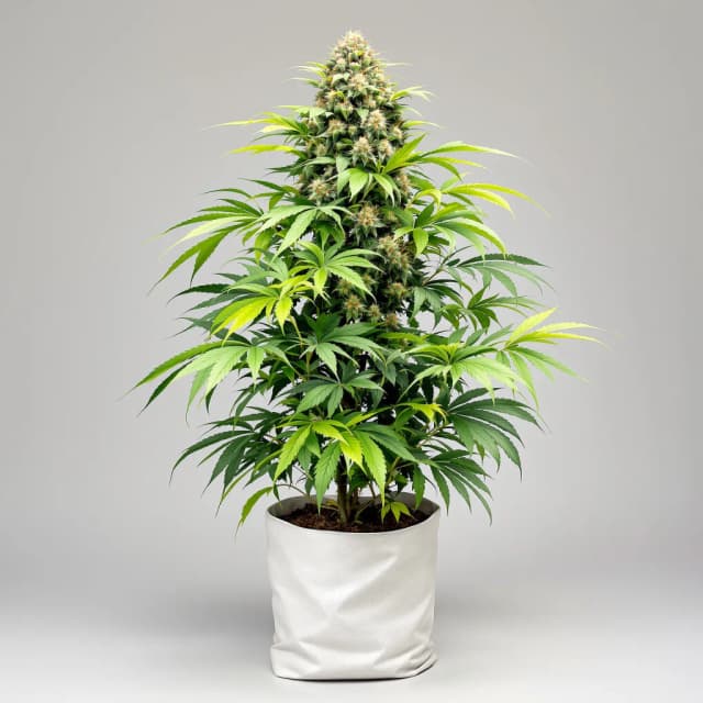 Embalaje de semillas de cannabis Gator Breath — Royal King Seeds España