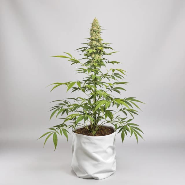 Embalaje de semillas de cannabis Gelato 33 — Royal King Seeds España