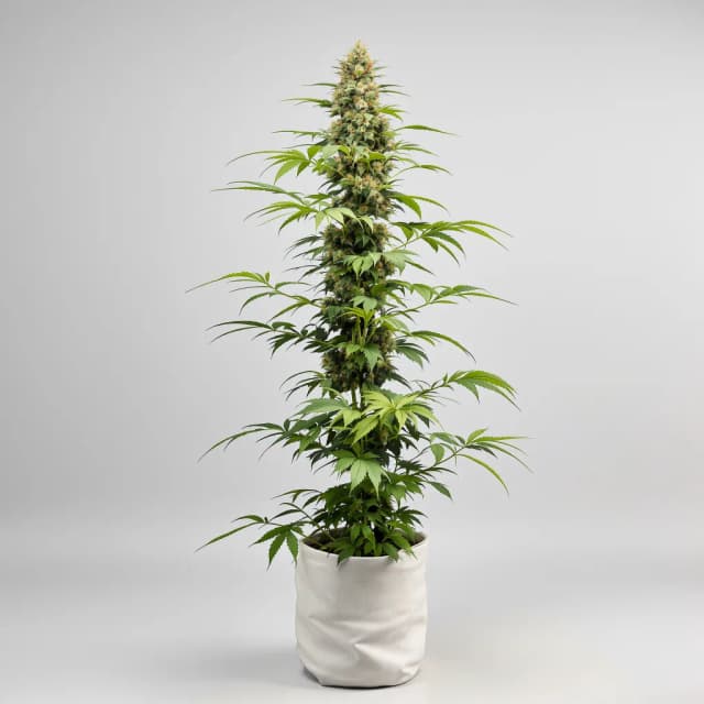 Embalaje de semillas de cannabis Gelato 44 — Royal King Seeds España
