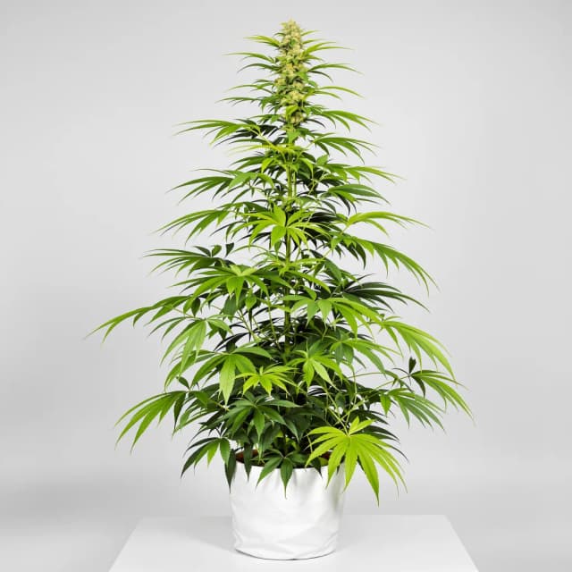 Embalaje de semillas de cannabis Gelato Cake — Royal King Seeds España