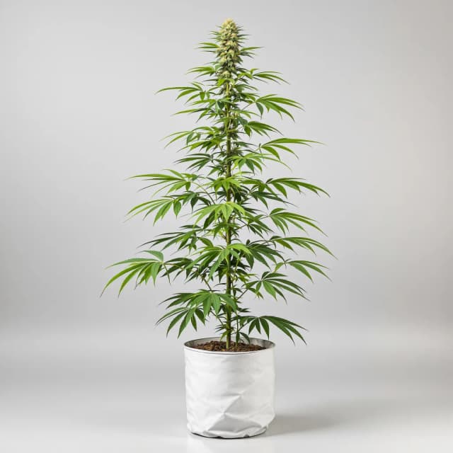 Embalaje de semillas de cannabis Gelato Cake — Royal King Seeds España
