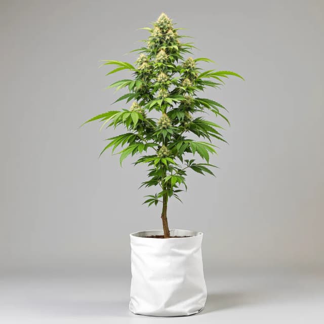 Embalaje de semillas de cannabis Gelato — Royal King Seeds España
