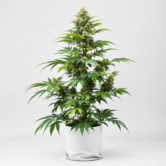 Embalaje de semillas de cannabis Georgia Pie — Royal King Seeds España