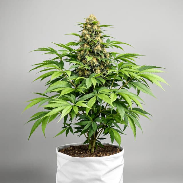 Embalaje de semillas de cannabis Ghost OG — Royal King Seeds España