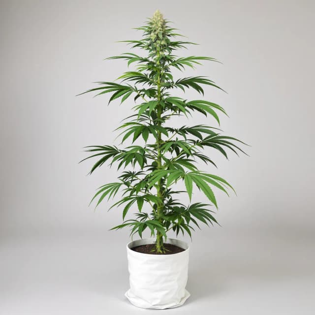 Embalaje de semillas de cannabis Ghost Train Haze — Royal King Seeds España