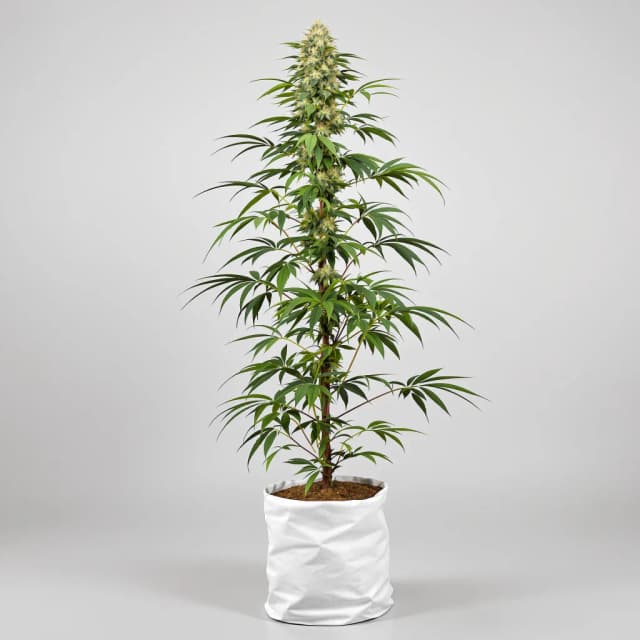 Embalaje de semillas de cannabis Ghost Train Haze — Royal King Seeds España