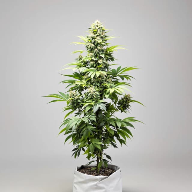 Embalaje de semillas de cannabis Gigabud — Royal King Seeds España