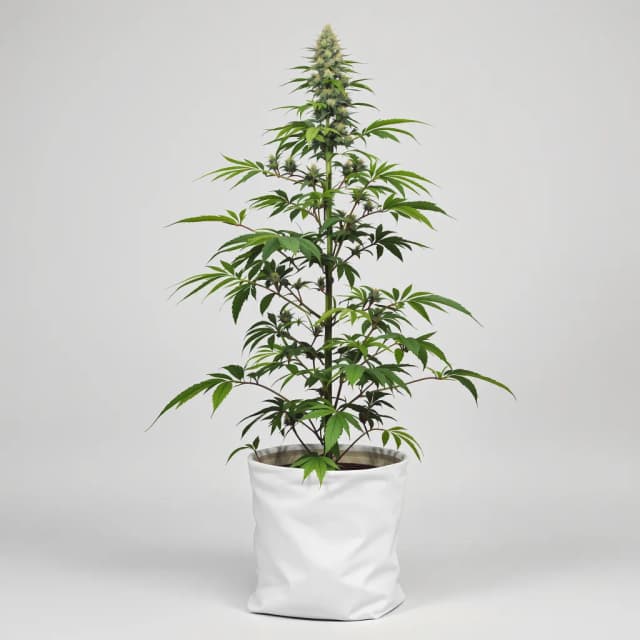 Embalaje de semillas de cannabis Ginger Ale — Royal King Seeds España