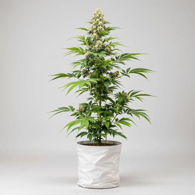 Embalaje de semillas de cannabis Go Time — Royal King Seeds España