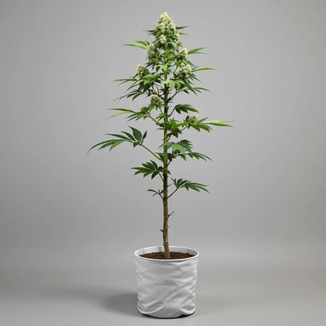 Embalaje de semillas de cannabis G.O.A.T Pack — Royal King Seeds España