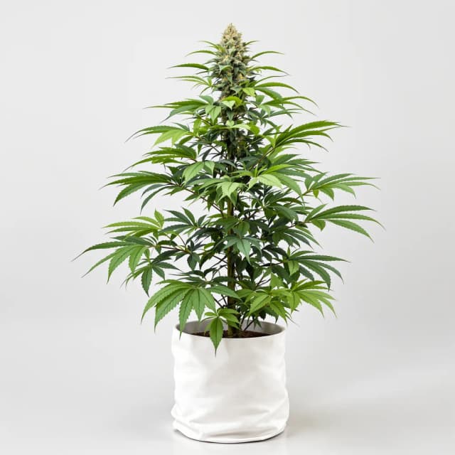 Embalaje de semillas de cannabis Goatlato — Royal King Seeds España