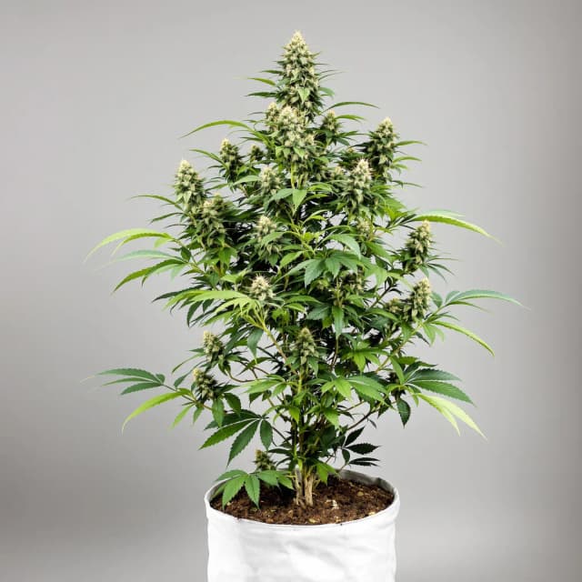 Embalaje de semillas de cannabis God's Green Crack — Royal King Seeds España