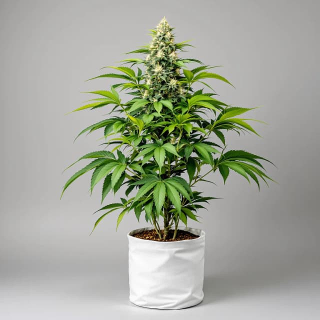 Embalaje de semillas de cannabis God's Treat — Royal King Seeds España