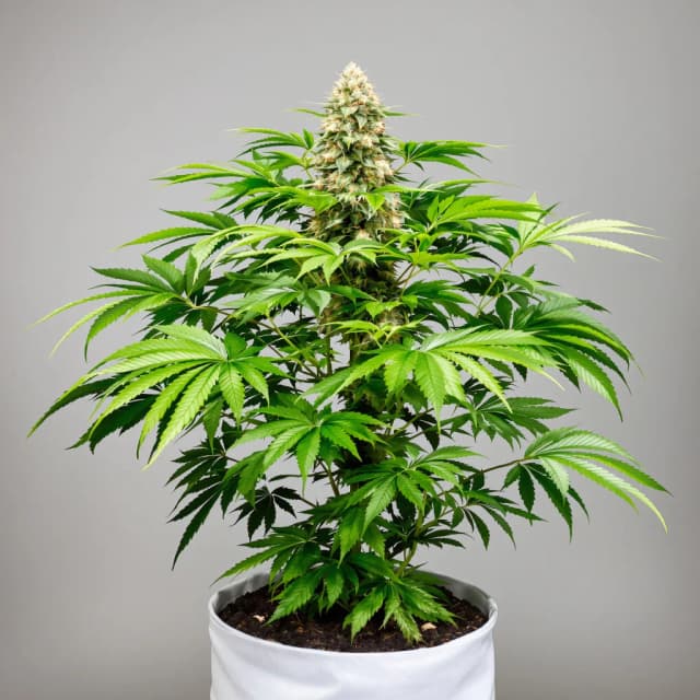 Embalaje de semillas de cannabis God’s Treat — Royal King Seeds España