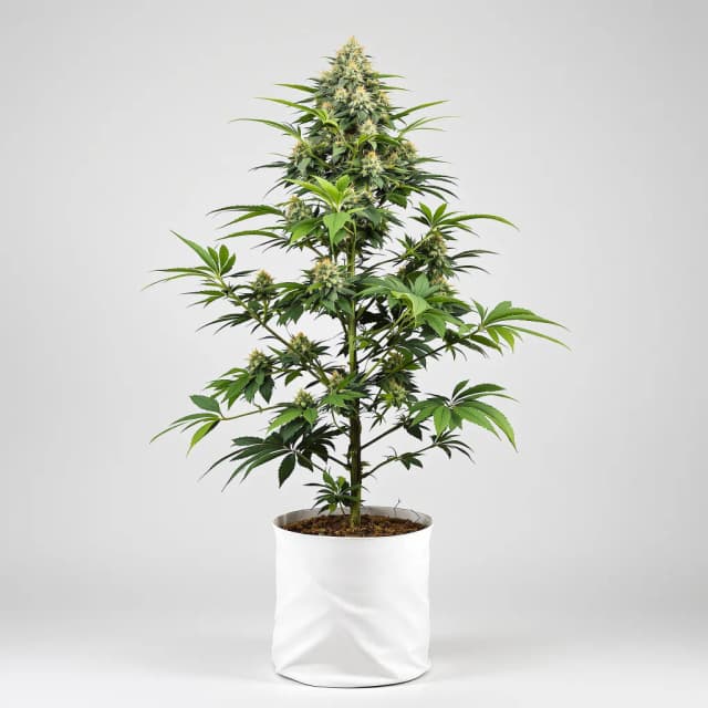 Embalaje de semillas de cannabis Godfather OG — Royal King Seeds España