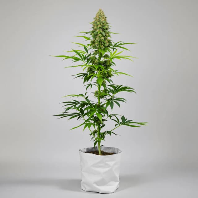 Embalaje de semillas de cannabis Godfather Purple Kush — Royal King Seeds España