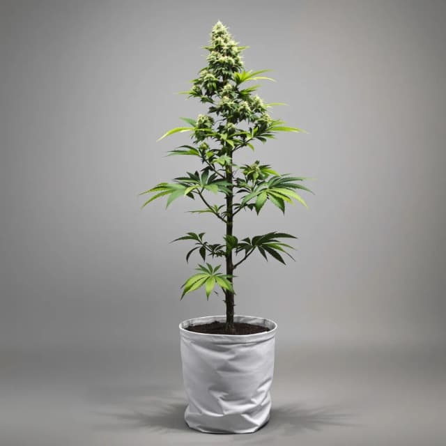 Embalaje de semillas de cannabis Godzilla Cookies — Royal King Seeds España