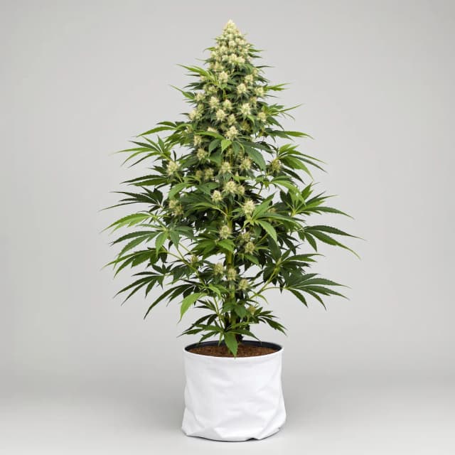 Embalaje de semillas de cannabis Godzilla Cookies — Royal King Seeds España