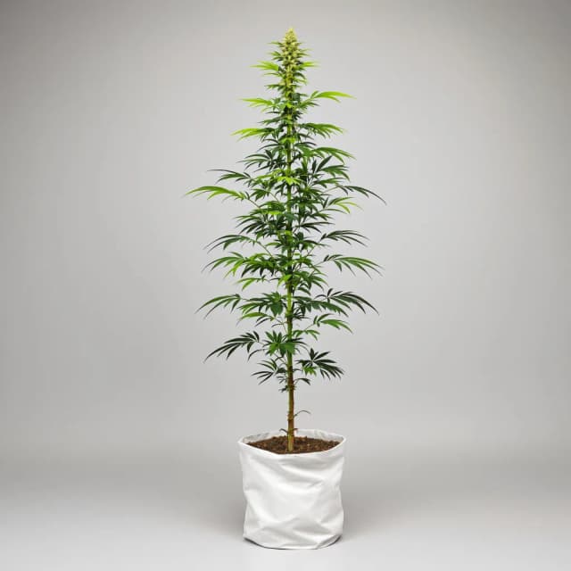 Embalaje de semillas de cannabis Goji OG — Royal King Seeds España