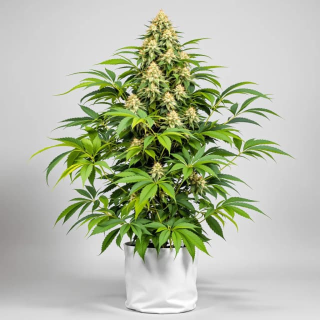 Embalaje de semillas de cannabis Goji OG Haze — Royal King Seeds España