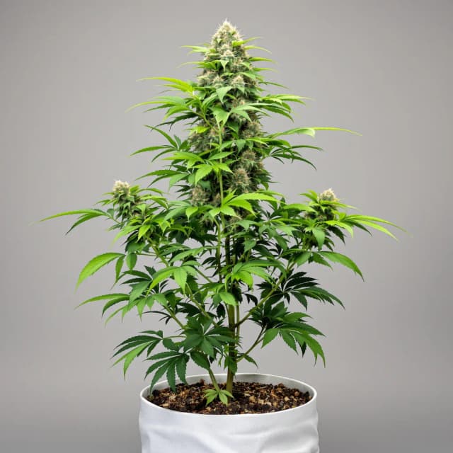 Embalaje de semillas de cannabis Golden Ticket — Royal King Seeds España
