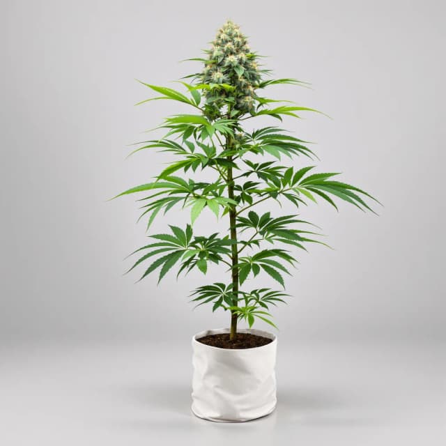 Embalaje de semillas de cannabis Goo — Royal King Seeds España