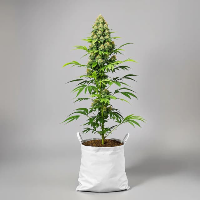 Embalaje de semillas de cannabis Goon Berries — Royal King Seeds España