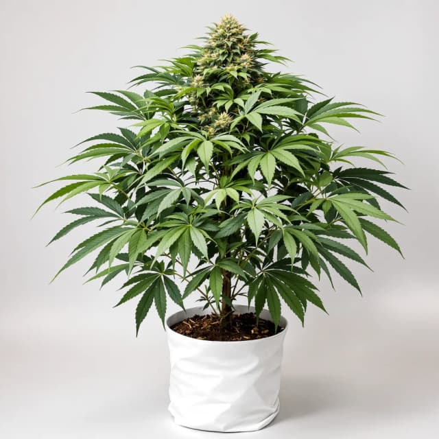 Embalaje de semillas de cannabis Gorilla Biscuit — Royal King Seeds España
